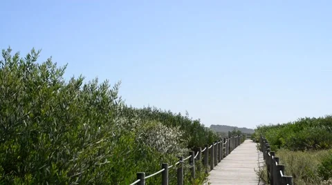 Wooden Path. Vídeo Stock 48905202