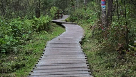 Wooden path in the forest Stock Footage 283479253
