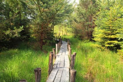 Wooden path in the forest Stock Photos