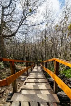 Wooden path into the forest Stock Photos