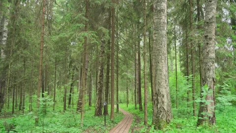 Wooden path in the forest, slow motion camera 스톡 동영상 328299161