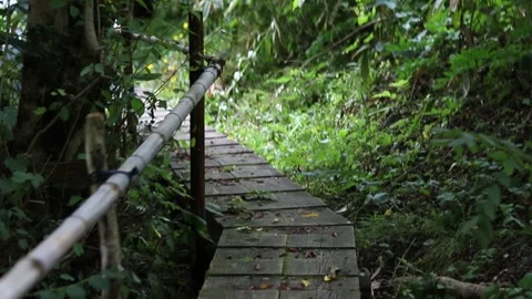 A wooden path on a forest trail Stock Footage 248268329