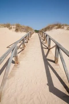 Wooden path to green tree Stock-Fotos