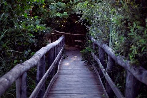 Wooden path into greenery. Stock Photos