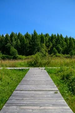 Wooden path leads through grass to dense green forest. Blue sky above, trees Stock Photos