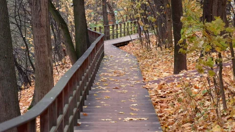 A wooden path with leaves on the ground Video stock 319839943