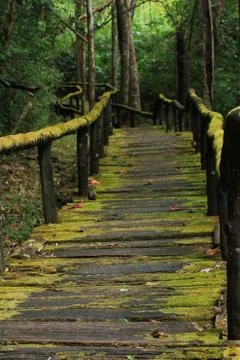 Wooden path Stock-Fotos