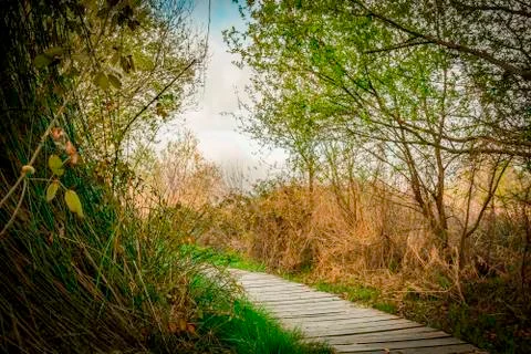 Wooden path Stock Photos