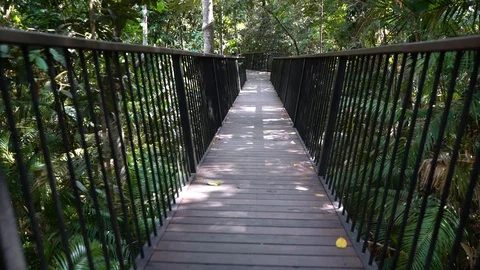 A wooden path in a rain forest in Australia 動画素材 101095878