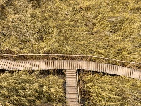 Wooden Path in the Reed	 Stock Photos
