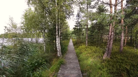 Wooden path in the swamp Video stock 195298927
