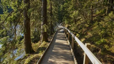 Wooden path through forest Stock Photos