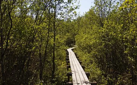 A wooden path through the forest Stock Photos