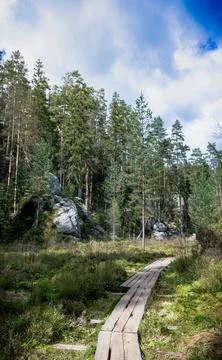  Wooden Path Through Forest With Trees Stock Photos