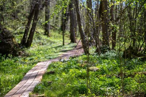 Wooden Path Through Fresh Spring Forest Landscape Stockfoto's