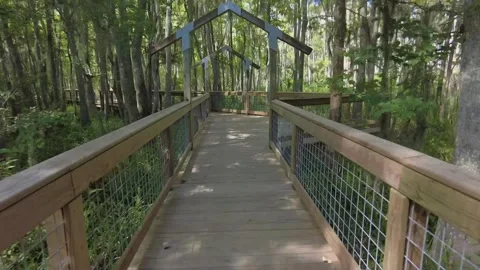 Wooden path through the jungle time laps Stock Footage 251934347