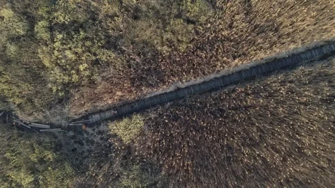 A wooden path through the reeds Stock Footage 258485814