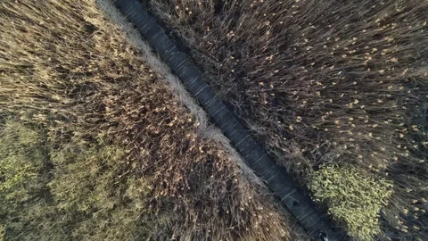 A wooden path through the reeds Stock Footage 258485841