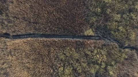 A wooden path through the reeds Stock Footage 258486244