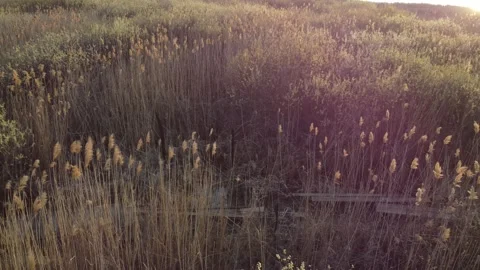 A wooden path through the reeds Stock Footage 258487199