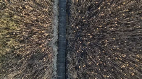 A wooden path through the reeds Stock Footage 258846643