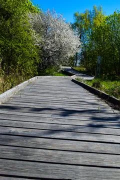 Wooden Path Through a Spring Forest Stock Photos