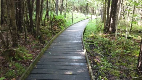 A wooden path way in a forest 4K Stock Footage 134980754