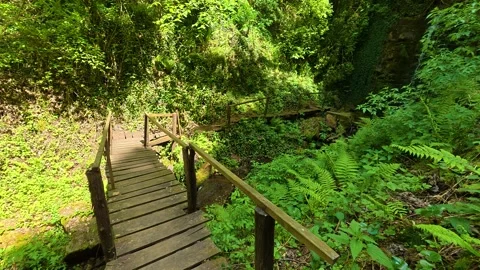 Wooden path winds through emerald forest. Balkans, Serbia. Vídeos de archivo 336893061