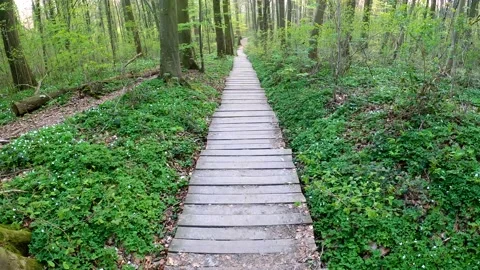 A wooden pathway in a forest Stock Footage 152974967