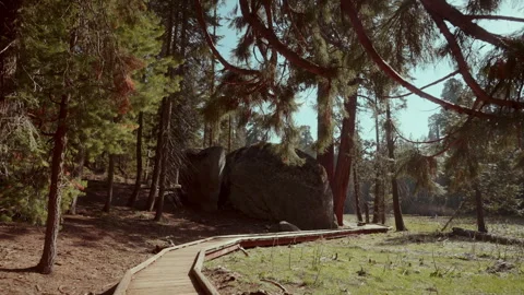 Wooden Pathway in the Forest Stock Footage 255743174