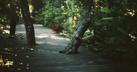 Wooden pathway meanders through lush greenery and trees in serene setting Stock Illustration
