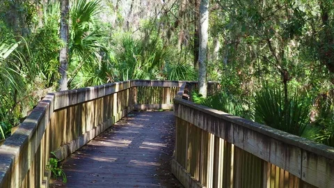 Wooden pathway through Floida forest Stock Footage 83651114