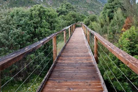 Wooden pathway through the forest Stock Photos