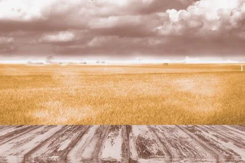 Wooden pattern floor or table top with the gold color of rice in the field Stock Photos