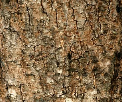 Wooden pattern Stock Photos