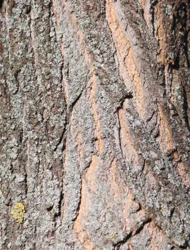 Wooden pattern, tree trunk pattern Stock Photos