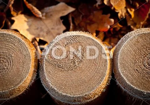 Wooden pegs driven into the ground Stock Photos