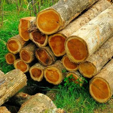 Wooden Stock Photos
