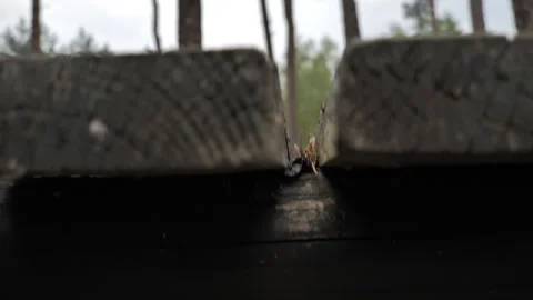 Wooden Picnic Table in Pine Forest – Cinematic Pull-Back Reveal Vídeo Stock 343130953