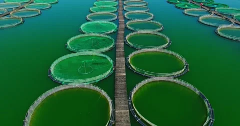 Wooden Plank Path With Fish Breeding Nets Attached Rural Remote Eastern Europe Stock Footage 300508591