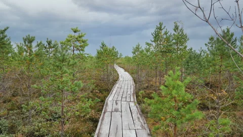 A wooden plank path in the middle of endless swamps. A journey through the swamp Stock Footage 220565654
