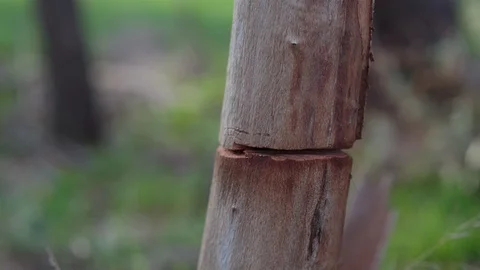 Wooden post with an crack in between Vidéo 94882163