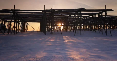 Wooden racks for dried cod fish,winter sunshine,fishing village Lofoten,Norway Stock Footage 267666451
