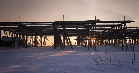 Wooden racks for drying cod fish and snow, winter in Lofoten islands,Norway Stock Footage 325136470