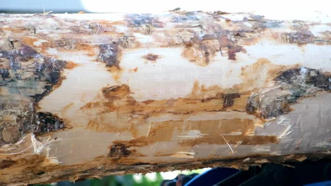 Wooden raw log close-up without bark at sawmill plant of timber industry. Stock Footage 312328385