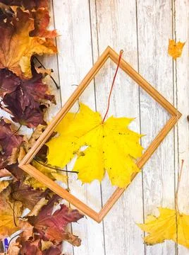 Wooden rectangular picture frame and yellow colorful natural autumn leaves, m Stock Photos