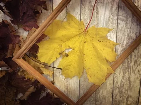 Wooden rectangular picture frame and yellow colorful natural autumn leaves, m 스톡 사진