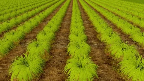 Wooden sign Organic Farm and green crop rows 4K Stock Footage