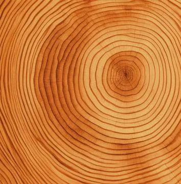Wooden slice texture photo Stock Photos
