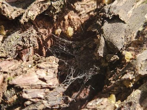 Wooden Spider Web Stock Photos